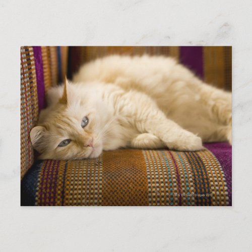 Pretty yellow tabi cat laying on couch postcard