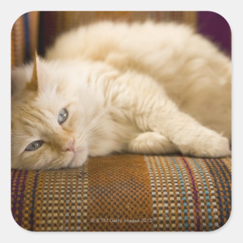 Pretty yellow tabi cat laying on couch square sticker