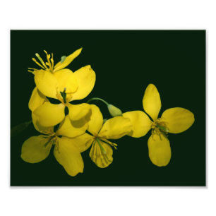 Pretty Yellow Wild Geranium Flowers 8x10 Photo Print