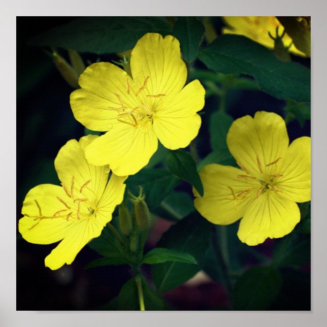 Pretty Yellow Wild Geranium Flowers Poster (Front)