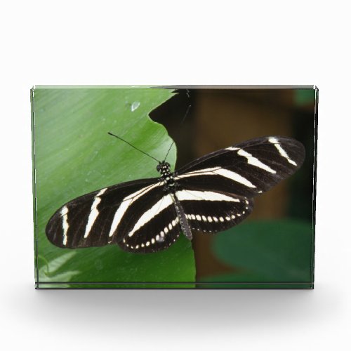 Pretty Zebra Longwing Butterfly Decorative Award