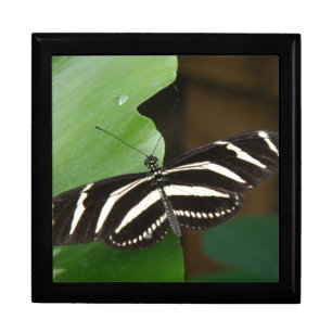 Pretty Zebra Longwing Butterfly Gift Box