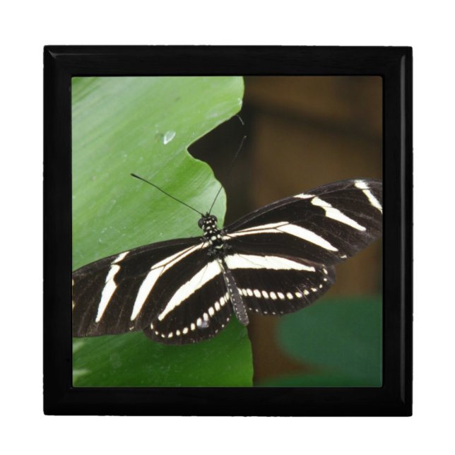 Pretty Zebra Longwing Butterfly Gift Box (Front)