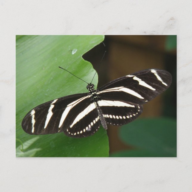 Pretty Zebra Longwing Butterfly Postcard (Front)