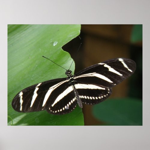 Pretty Zebra Longwing Butterfly Print