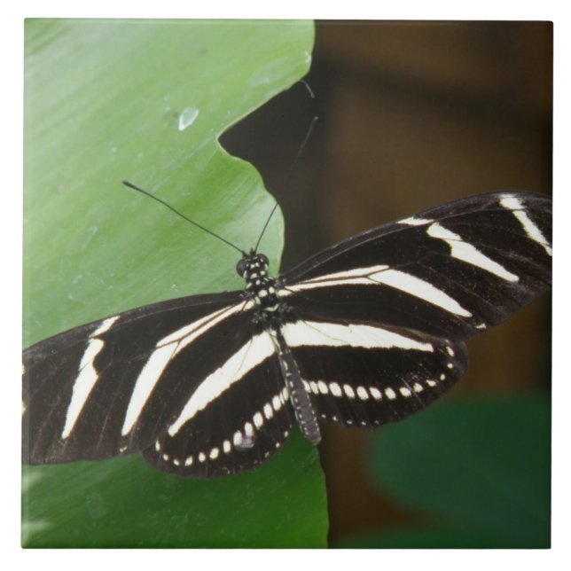 Pretty Zebra Longwing Butterfly Tile (Front)