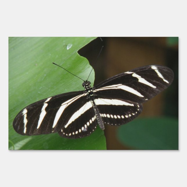 Pretty Zebra Longwing Butterfly Yard Sign (Front)