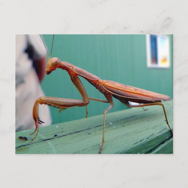 Preying Mantis & ant Postcard (Front)
