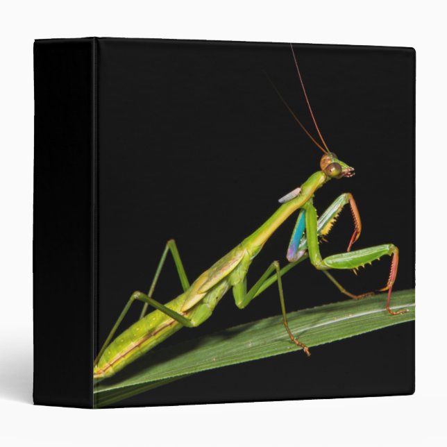 Preying mantis, Odzala, Kokoua National Park Binder (Front/Spine)