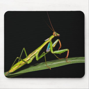 Preying mantis, Odzala, Kokoua National Park Mouse Pad