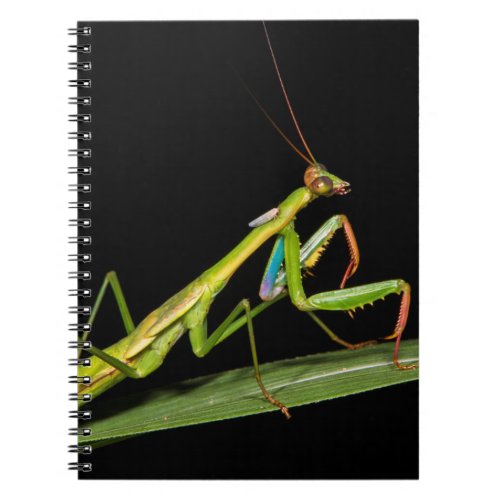 Preying mantis Odzala Kokoua National Park Notebook