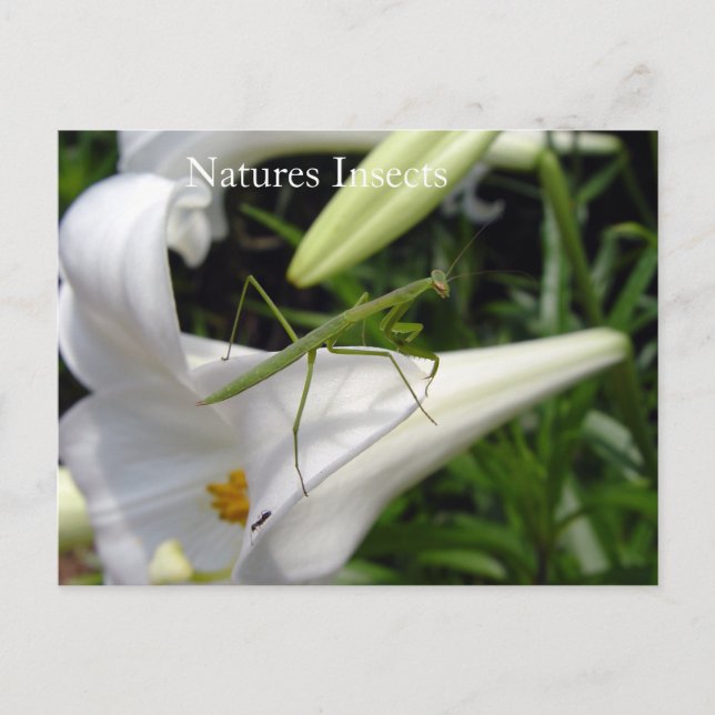 Preying Mantis On Flower Postcard (Front)