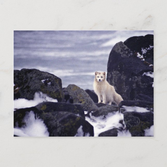 Pribilof Island Oil Spill, M/V Citrus 1996 Arctic Postcard (Front)