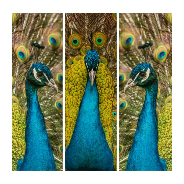 Priceless Peacocks Triptych (Front)