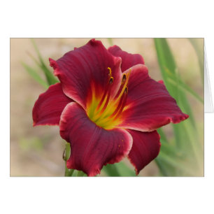 Priceless - Pocket Change Daylily Cards