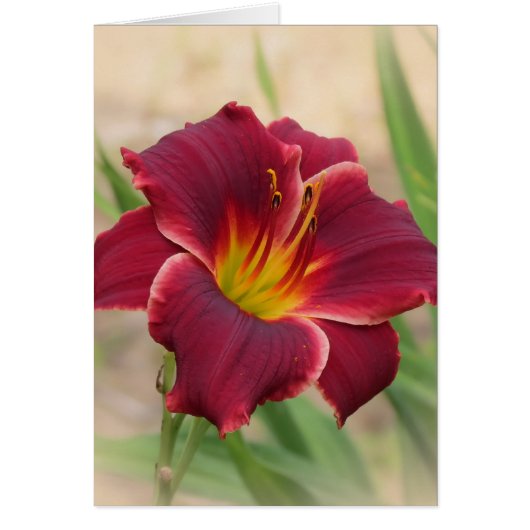 Priceless - Pocket Change Daylily Cards (Front)