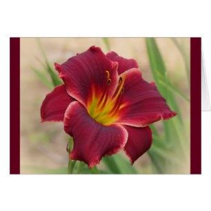 Priceless - With Border - Pocket Change Daylily Cards