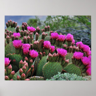 Prickle Pear Cactus in Bloom Santa Fe NM Poster