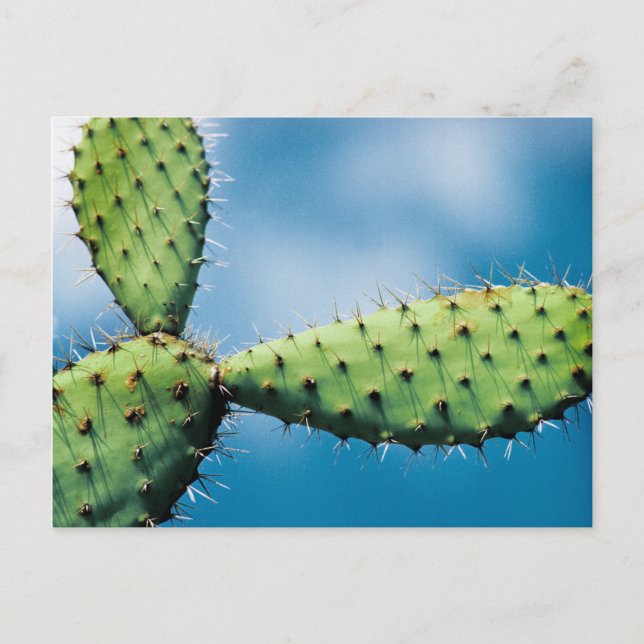 Prickley Cactus Postcard (Front)