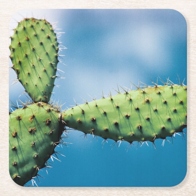 Prickley Cactus Square Paper Coaster (Front)
