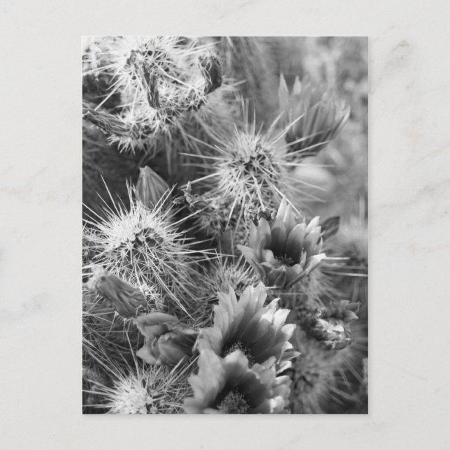 Prickly Cactus Desert Flowers B&W Photo Postcard (Front)