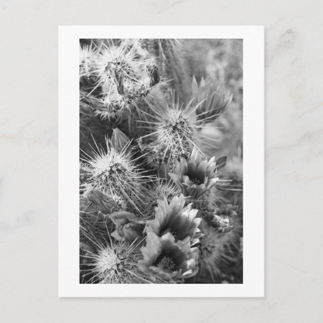 Prickly Cactus Desert Flowers B&W Photo Postcards (Front)