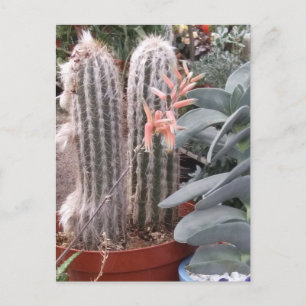 Prickly Cactus Postcard
