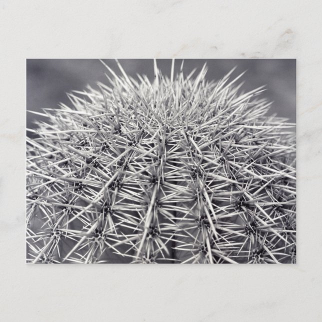 Prickly Cactus Sonoran Desert B&W Photo Postcard (Front)