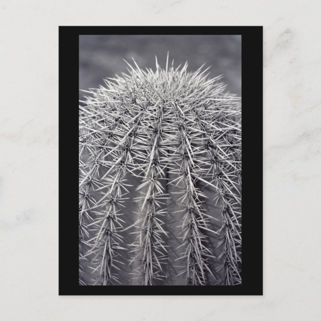 Prickly Cactus Sonoran Desert B&W Photo Postcards (Front)