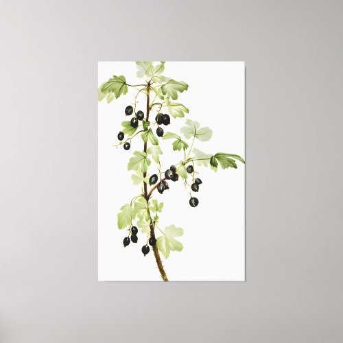 Prickly Currant Ribes lacustre  Canvas Print