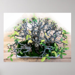Prickly Japanese Bonsai Tree Photo Poster
