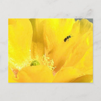 Prickly Pear bloom Postcard