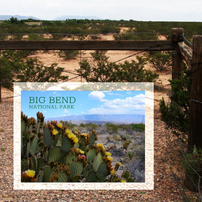 Prickly Pear, Blossom, Sierra del Carmen, Big Bend Postcard (Creator Uploaded)