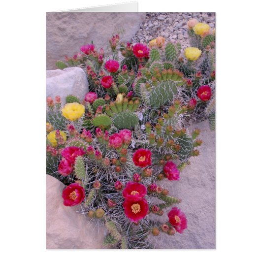 Prickly Pear Cacti Cards (Front)