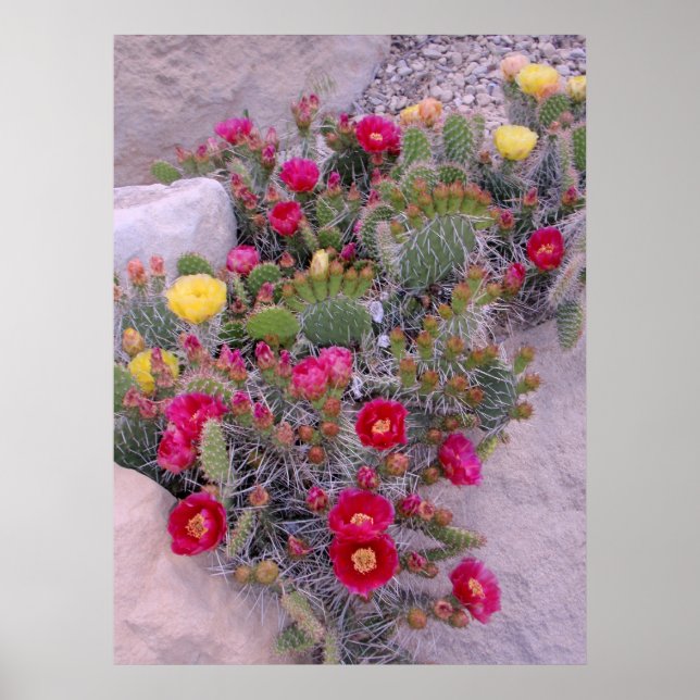Prickly Pear Cacti Poster (Front)