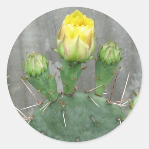 Prickly Pear Cactus Bloom Classic Round Sticker