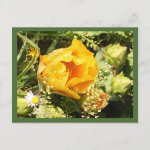 Prickly Pear Cactus Bloom Postcard
