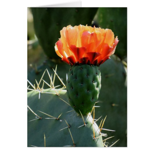 Prickly Pear Cactus Cards (Front)