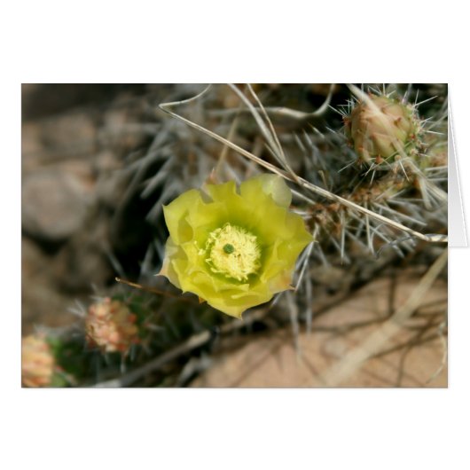 Prickly Pear Cactus Flower Cards (Front Horizontal)