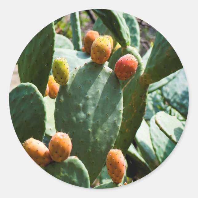 Prickly Pear Cactus Fruit Classic Round Sticker (Front)