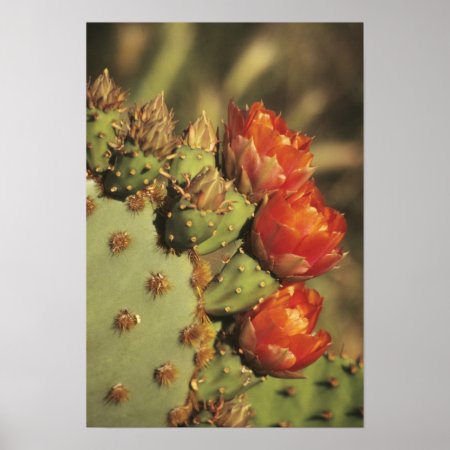 Prickly Pear Cactus In Bloom, Arizona-sonora 2 Poster
