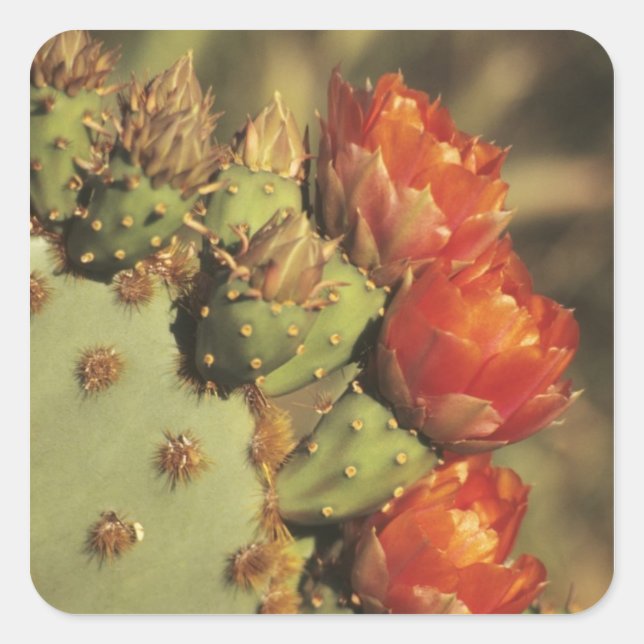 Prickly pear cactus in bloom, Arizona-Sonora 2 Square Sticker (Front)