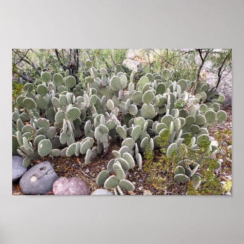 Prickly Pear Cactus in Caballo New Mexico Poster