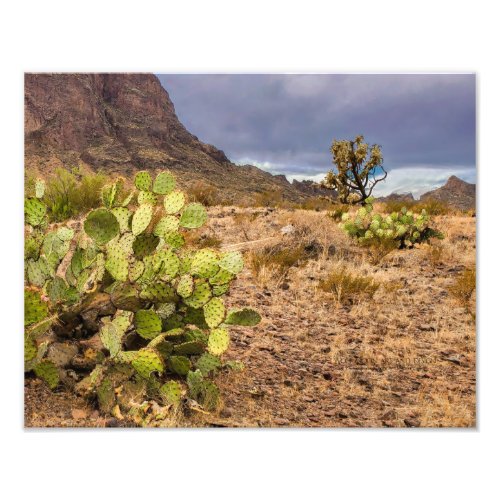Prickly Pear Cactus In Desert Mountains Arizona Photo Print