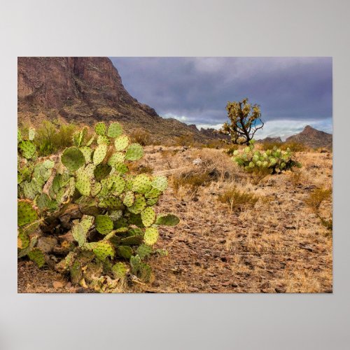 Prickly Pear Cactus In Desert Mountains Arizona Poster