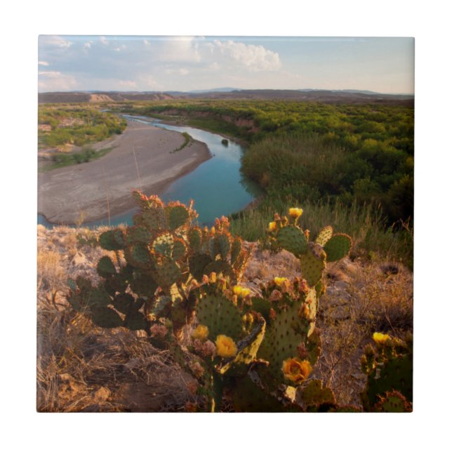 Prickly Pear Cactus (Opuntia Sp.) Ceramic Tile (Front)