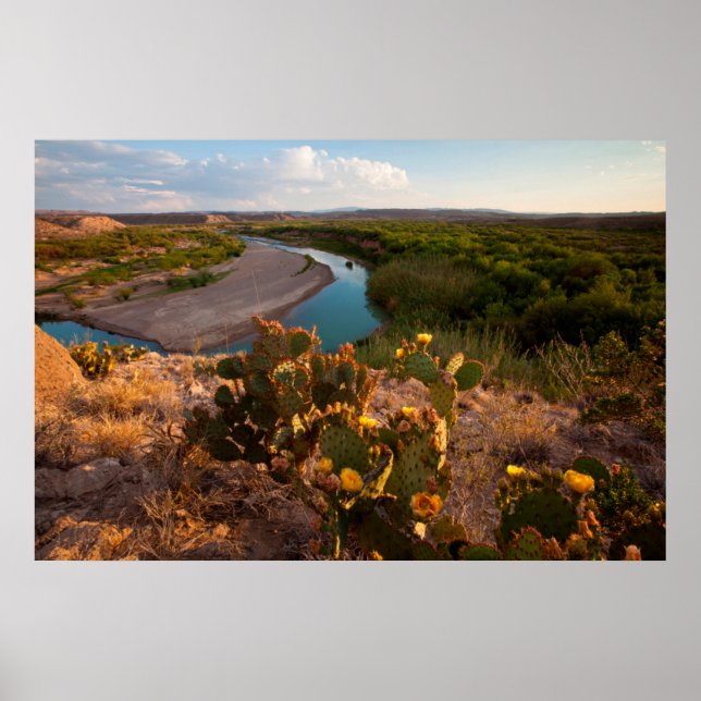 Prickly Pear Cactus (Opuntia Sp.) Poster (Front)