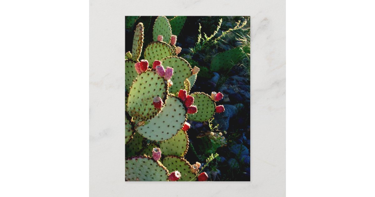 Prickly Pear Cactus Postcard | Zazzle