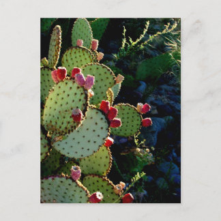 Prickly Pear Cactus Postcard