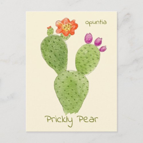 Prickly Pear Cactus postcard